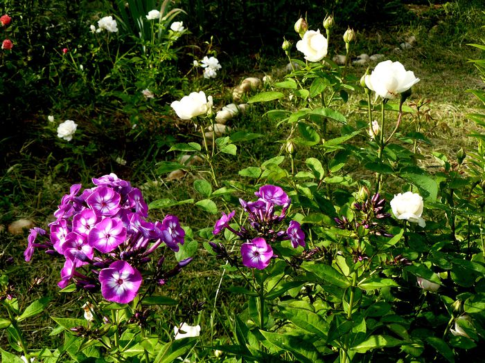 Phlox Laura - Gradina rozelor Iunie 2015