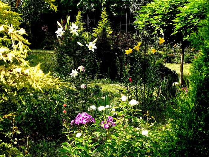 Crini uriasi parfumati - Gradina rozelor Iunie 2015