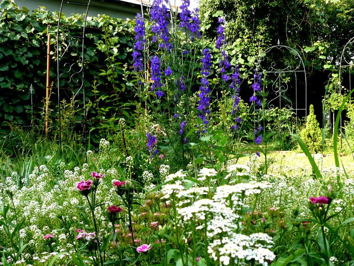 Delphinium anual - Gradina rozelor Iunie 2015