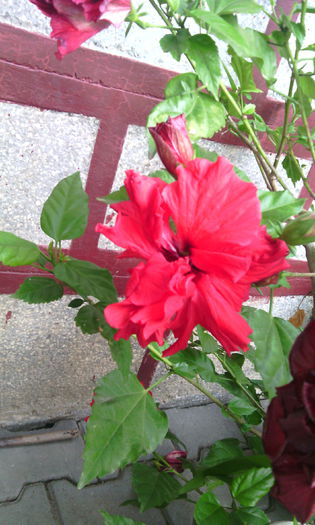 IMG_20150630_190318[1]