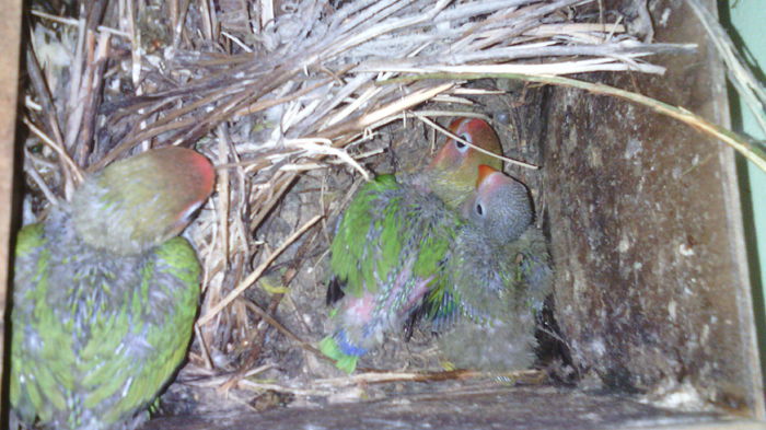IMG_20150701_165809 - Pui agapornis