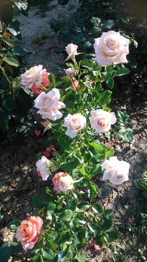 DSC_1205 - Copy - TRANDAFIRI 2015 II