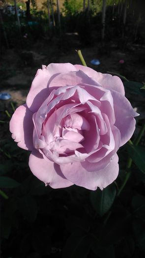 DSC_1206 - Copy - TRANDAFIRI 2015 II