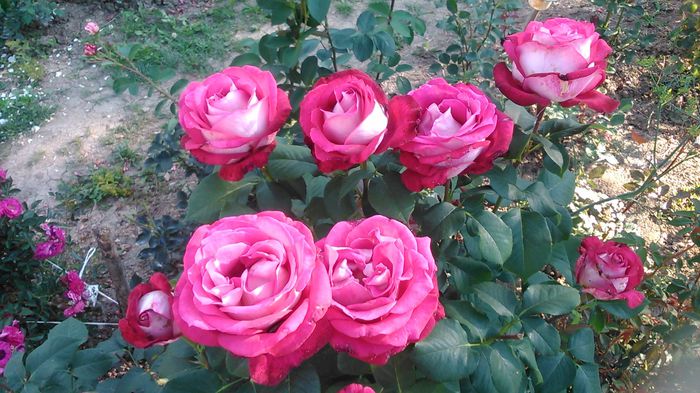 DSC_1208 - Copy - TRANDAFIRI 2015 II