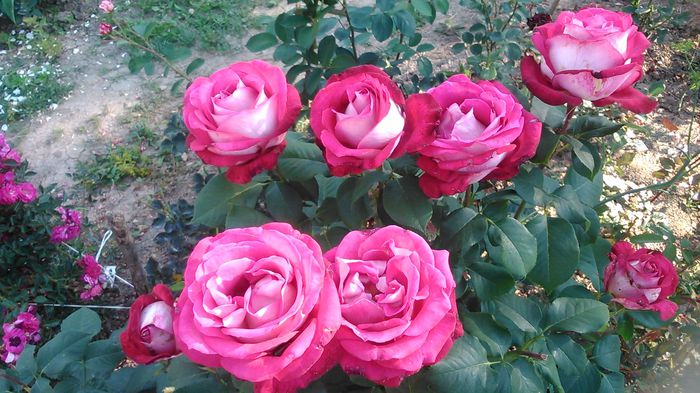 DSC_1209 - Copy - TRANDAFIRI 2015 II