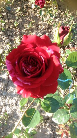 DSC_1210 - Copy - TRANDAFIRI 2015 II