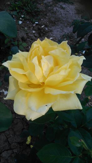 DSC_1211 - Copy - TRANDAFIRI 2015 II