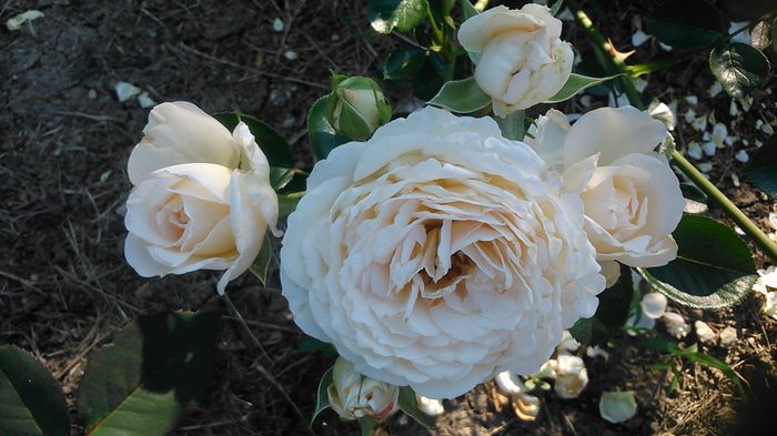 DSC_1212 - TRANDAFIRI 2015 II