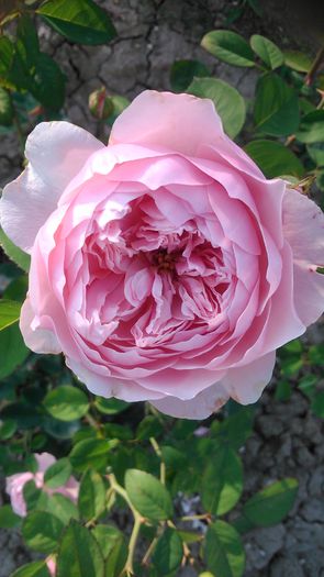 DSC_1213 - TRANDAFIRI 2015 II