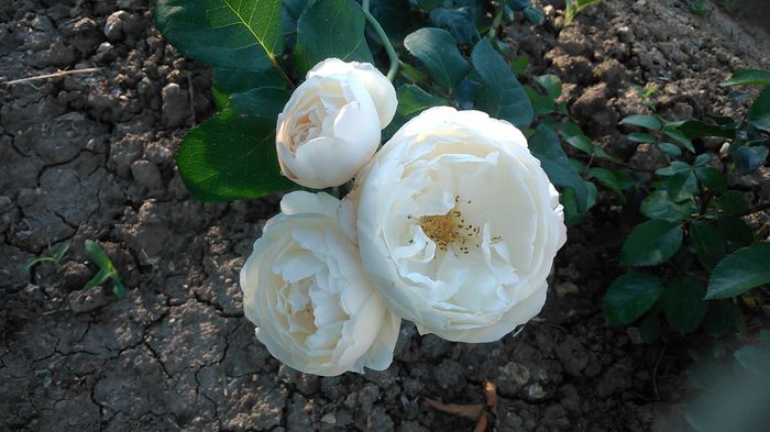 DSC_1215 - TRANDAFIRI 2015 II