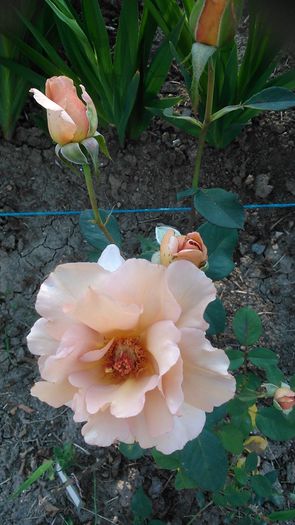 DSC_1216 - TRANDAFIRI 2015 II