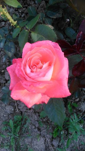 DSC_1175 - Copy - TRANDAFIRI 2015 II