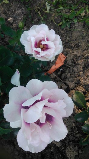 DSC_1176 - Copy - TRANDAFIRI 2015 II