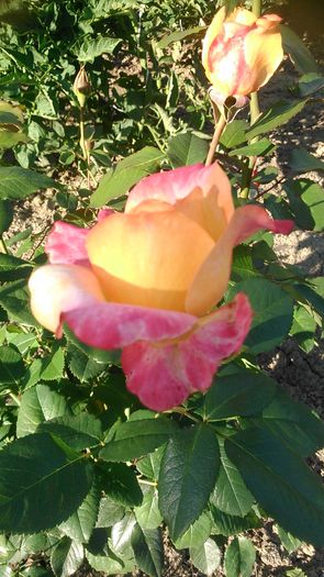 DSC_1177 - Copy - TRANDAFIRI 2015 II