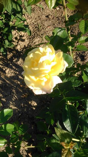 DSC_1178 - Copy - TRANDAFIRI 2015 II