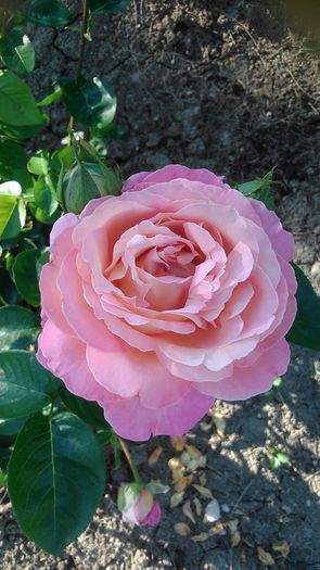 DSC_1179 - Copy - TRANDAFIRI 2015 II