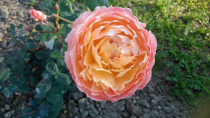 DSC_1181 - Copy - TRANDAFIRI 2015 II