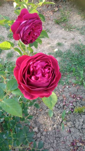 DSC_1185 - Copy - TRANDAFIRI 2015 II