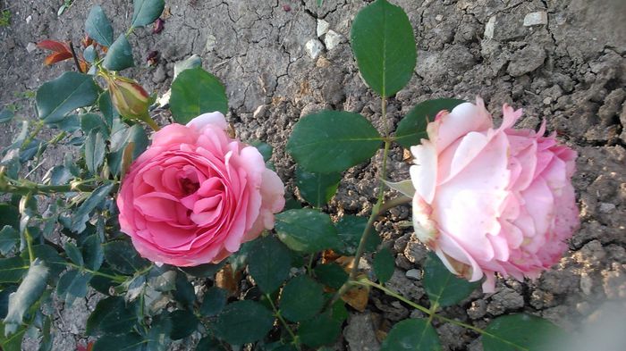 DSC_1186 - Copy - TRANDAFIRI 2015 II