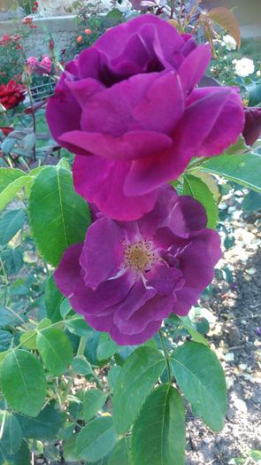 DSC_1187 - Copy - TRANDAFIRI 2015 II