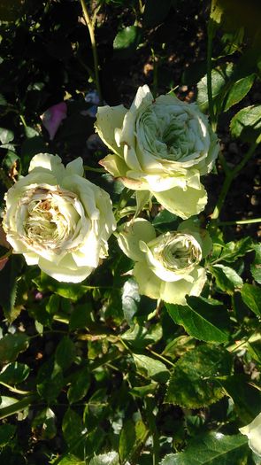 DSC_1190 - Copy - TRANDAFIRI 2015 II