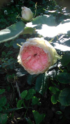 DSC_1193 - Copy - TRANDAFIRI 2015 II