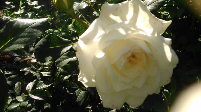 DSC_1199 - Copy - TRANDAFIRI 2015 II