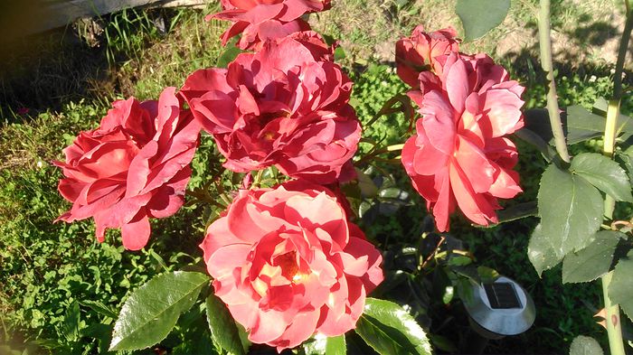 DSC_1201 - Copy - TRANDAFIRI 2015 II