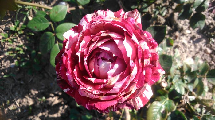 DSC_1202 - Copy - TRANDAFIRI 2015 II