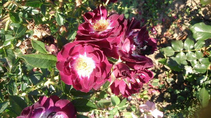 DSC_1203 - Copy - TRANDAFIRI 2015 II