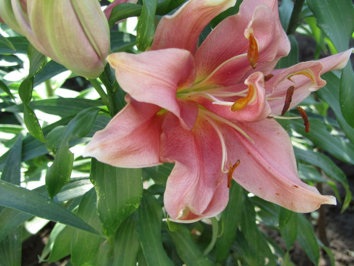 Crini orientali pink (2015)