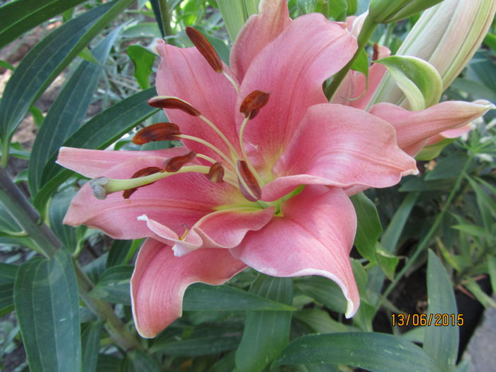 Crini orientali pink