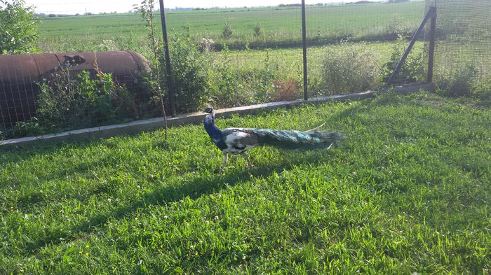 03.07.2015 - PAUN ARLECHIN