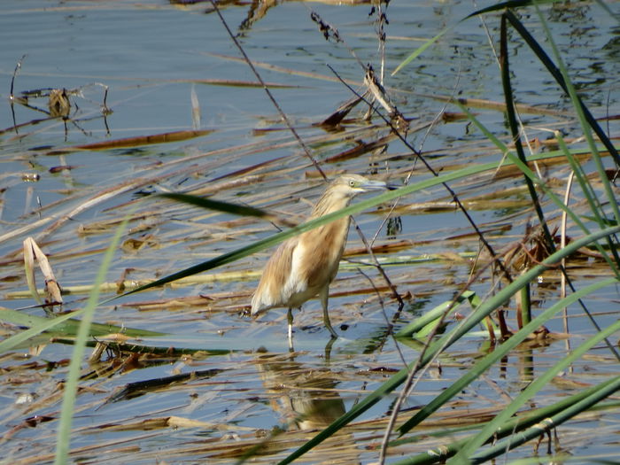 Stârcul galben; Ardeola ralloides
