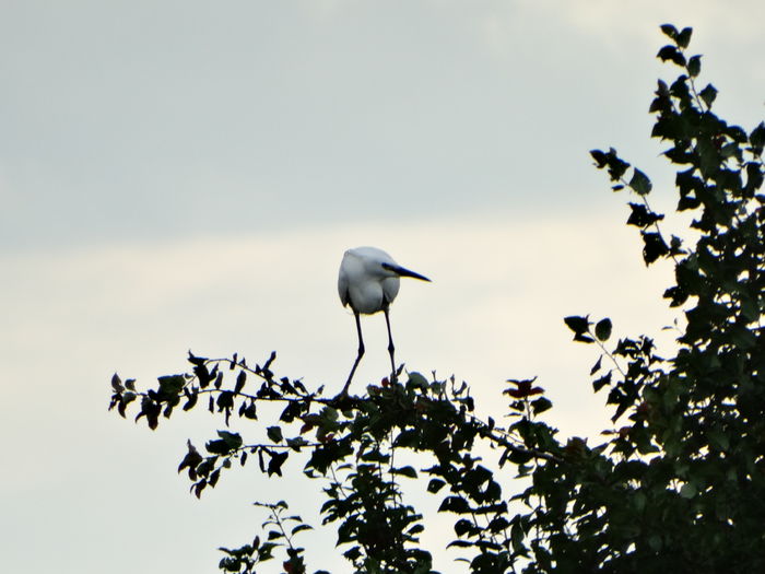 Egreta mică; Egretta garzetta
