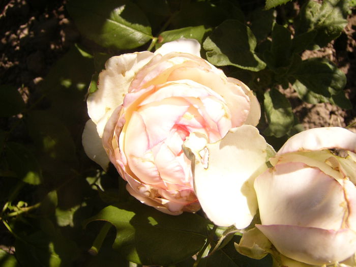 Rosa Honore de Balzac - ANUL 2015 III