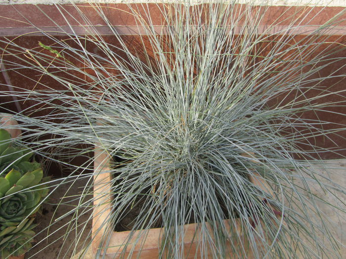 Festuca galuca-iarba albastra - Si citeva ghivece