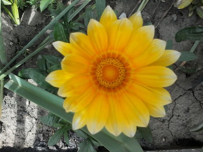 20150703_140319 - Gazania