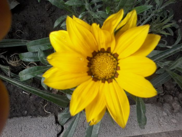 20150703_140108 - Gazania