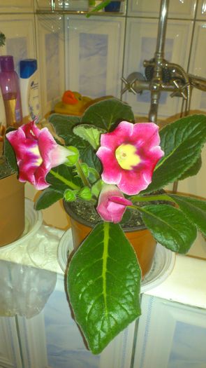 DSC_0116 - gloxinia