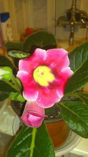 DSC_0115 - gloxinia