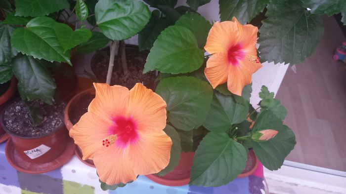 04.07.2015 - Flori 2015