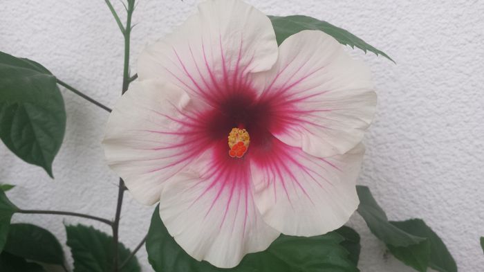 04.07.2015 - Flori 2015
