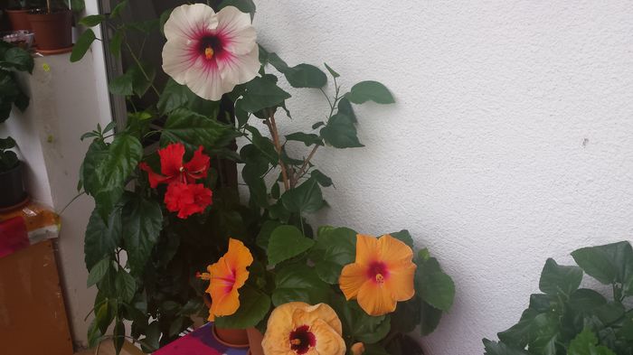 04.07.2015 - Flori 2015