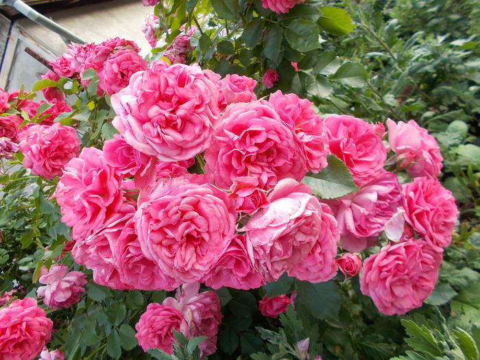 Rosarium Uetersen