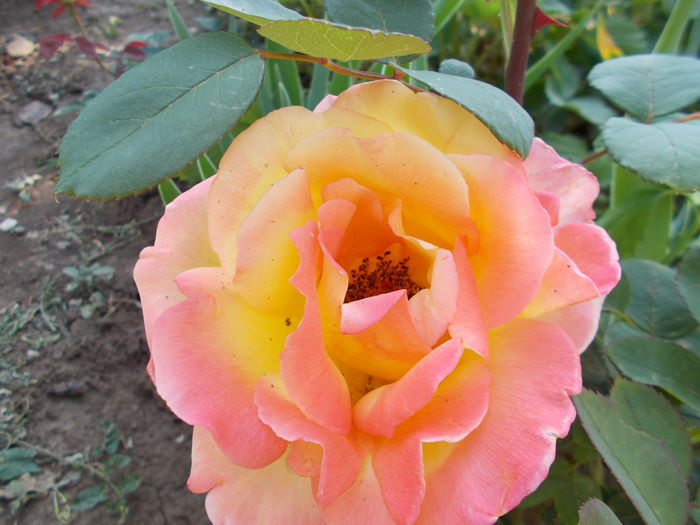 DSCN4995