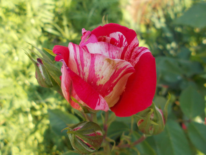 DSCN5121 - Trandafiri 2015