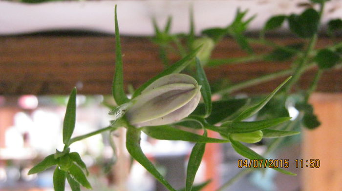 c. i.sophylla albastra - Campanule-flori