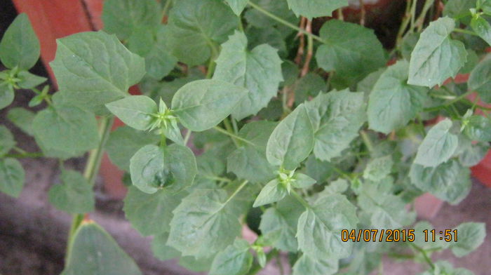 c. isophylla alba - Campanule-flori