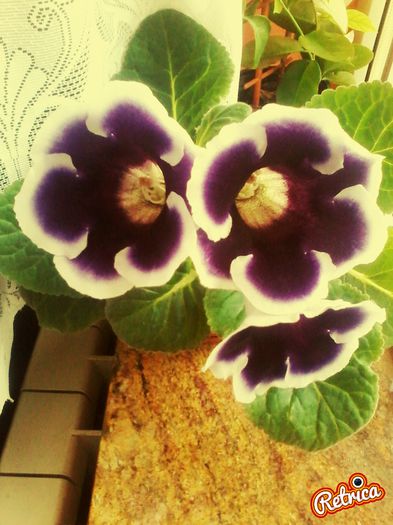 IMG_20150609_190042 - gloxinia